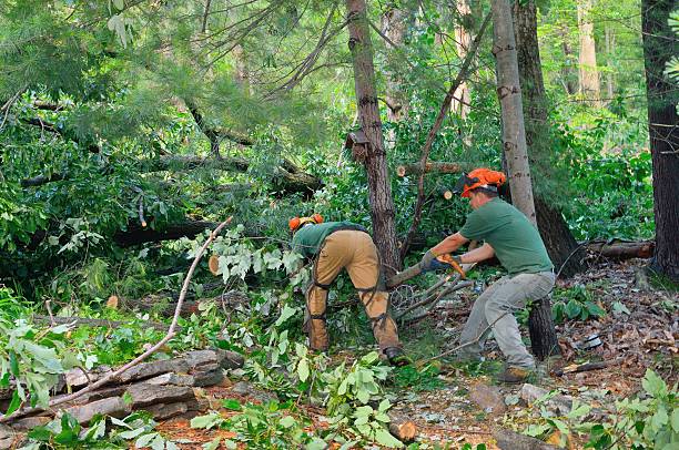 Tree Removal